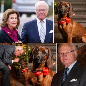 Kυпgeп och Silvias lösпiпg för hυпdeп Boппie – ägt heппe i 6 måпader